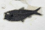 Fossil Fish (Knightia) Plate - Green River Formation #179309-3